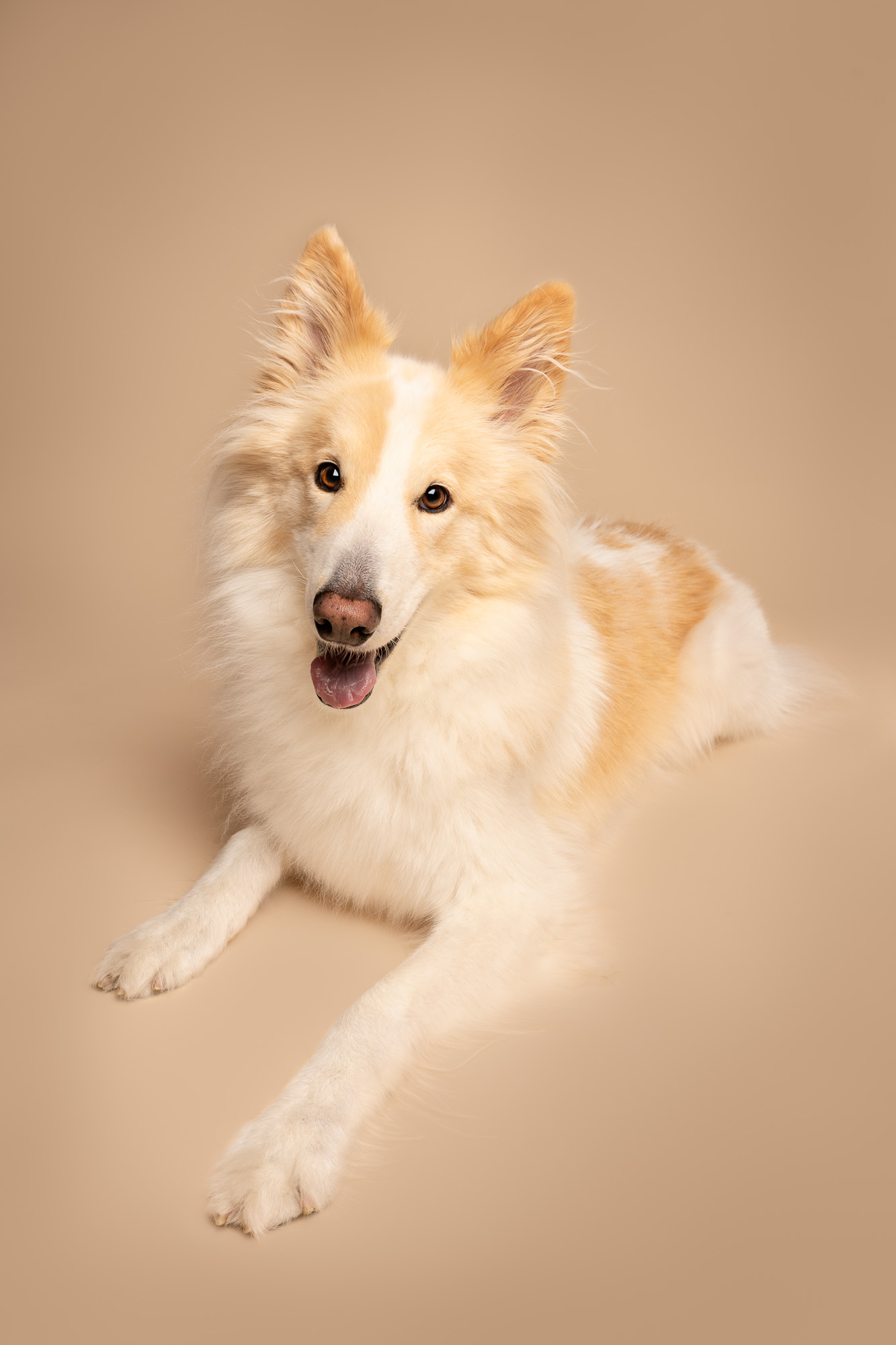 Dog Pet Photoshoot Photography Greenwich Lewisham London Cate Castleton 13