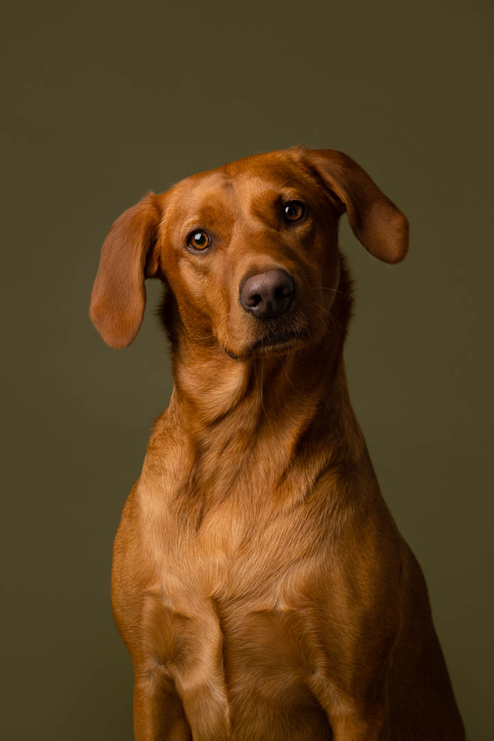 Dog Photoshoot Pet Portrait Cate Castleton Photography Greenwich London 2